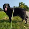 Chico sucht dringend ein Zuhause!