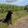 Chico sucht dringend ein Zuhause!