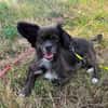 Arme kleine Ally - immer Kettenhund