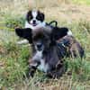 Arme kleine Ally - immer Kettenhund