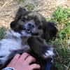 Arme kleine Ally - immer Kettenhund