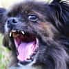 Arme kleine Ally - immer Kettenhund