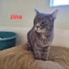 Zina