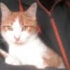 Artemis A13768