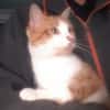 Artemis A13768