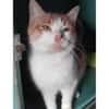 Artemis A13768