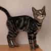 ARTUS