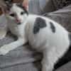 Abricot