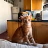 Archibald