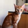 Archibald