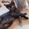 CHARLUS