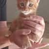 SIMBA