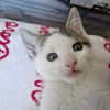 Arlo