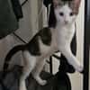 Arlo