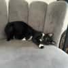 Kitty