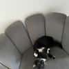 Kitty