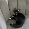Kitty