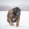 Bailey
