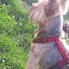 Bibi  ein Yorkie mit großem Herzen