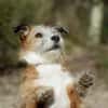 Charakterhund Lizu sucht eigene Familie