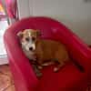 Charakterhund Lizu sucht eigene Familie