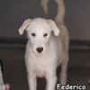 FEDERICO
