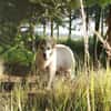 Rosie sucht ihr Körbchen mit Garten