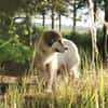 Rosie sucht ihr Körbchen mit Garten