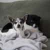 Meti - Chihuahuadame sucht Körbchen
