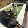 Meti - Chihuahuadame sucht Körbchen
