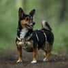 Amira - fitte Terriermix-Omi sucht dich