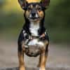 Amira - fitte Terriermix-Omi sucht dich
