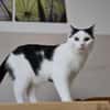 Alvin sucht im Doppelpack mit Miko