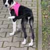Phoebe mit den riesen Ohren