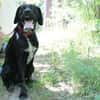 Elvis, großer, sportl. Familienhund