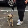 Peanut - kleiner Mischling sucht Zuhause