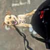 Peanut - kleiner Mischling sucht Zuhause