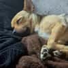 Peanut - kleiner Mischling sucht Zuhause