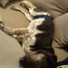TOMMY sucht liebevolles Zuhause