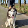Milo sucht Husky Fans