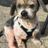 Lieber kleiner ROKY, Zuhause gesucht