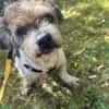 Lieber kleiner ROKY, Zuhause gesucht