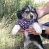 Bambinile sucht ihre Familie!