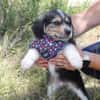 Bambinile sucht ihre Familie!