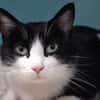 Otto