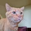 OLIVER