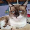 PHILEAS