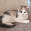 ATHENA
