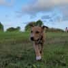 APPLE, un chiot à croquer