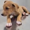 APPLE, un chiot à croquer